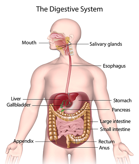 The _Digestive _System _450x 531